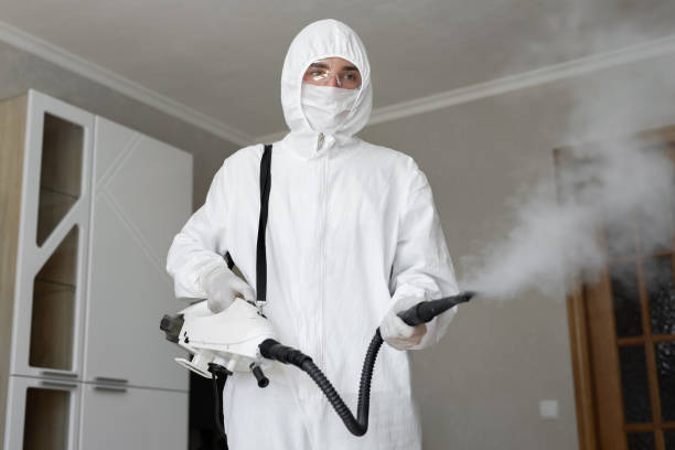 Mold Removal